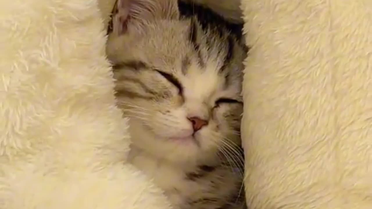 https://rumble.com/v3yxvcg-cute-kitten-mnaau.html