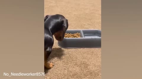 Funny Cats and Dogs Videos 2024