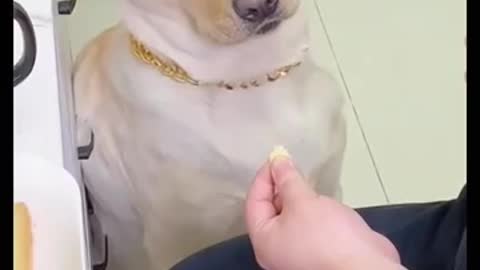 Funny dog vedio