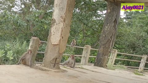 Monkey of the Thirathgarh waterfall