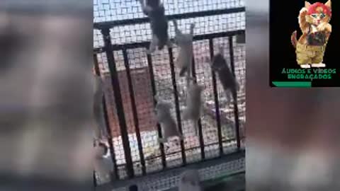 video of the funniest cats on the Internet