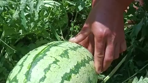 Watermelon is amazing because it's so crunchy and beautiful