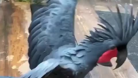 Beautiful Parrot HD Photography.