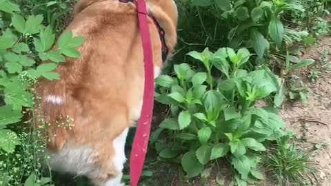 Dogs doing nose walks, I hope you have a fun promenade