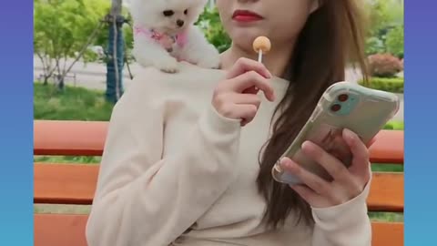 🐕Cute and Funny Dogs Videos Compilation