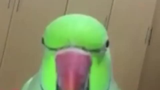 Cute parrot giving speech