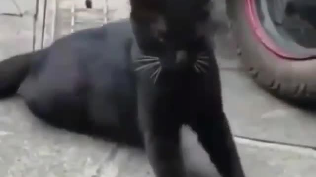 Funny and Cute Cats Videos #174