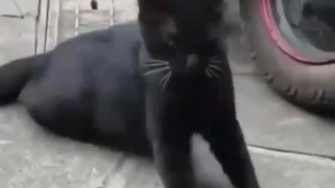 Funny and Cute Cats Videos #174