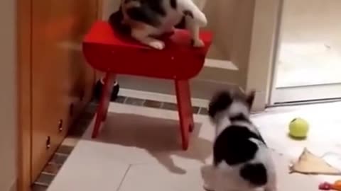 what a fight😘#dog #animals #pet #shorts #dogfight #dognut cafe