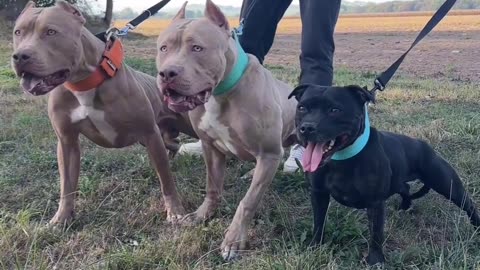 Dog lovers putbullg very nice video