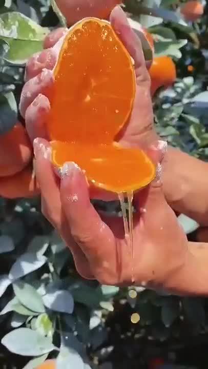 🍊 Juicy citrus fruits