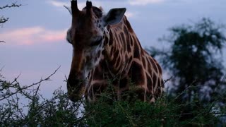 Giraffe eats tall trees