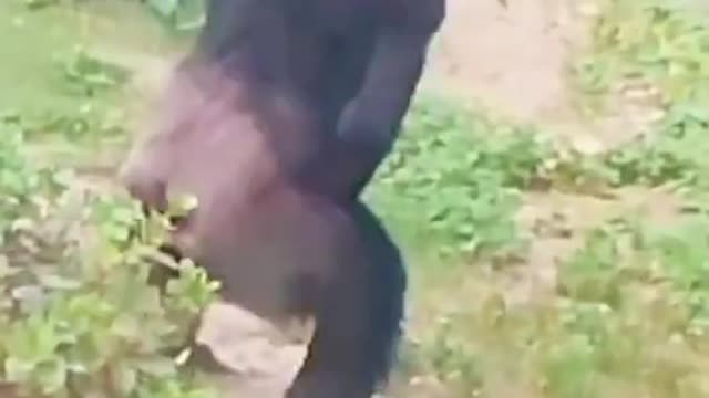 Ah he bit meš¤£funnydogvideo
