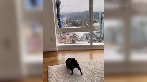 Best Funny Animal Videos 2022 😄 - Funniest Dogs And Cats Videos 😍😺