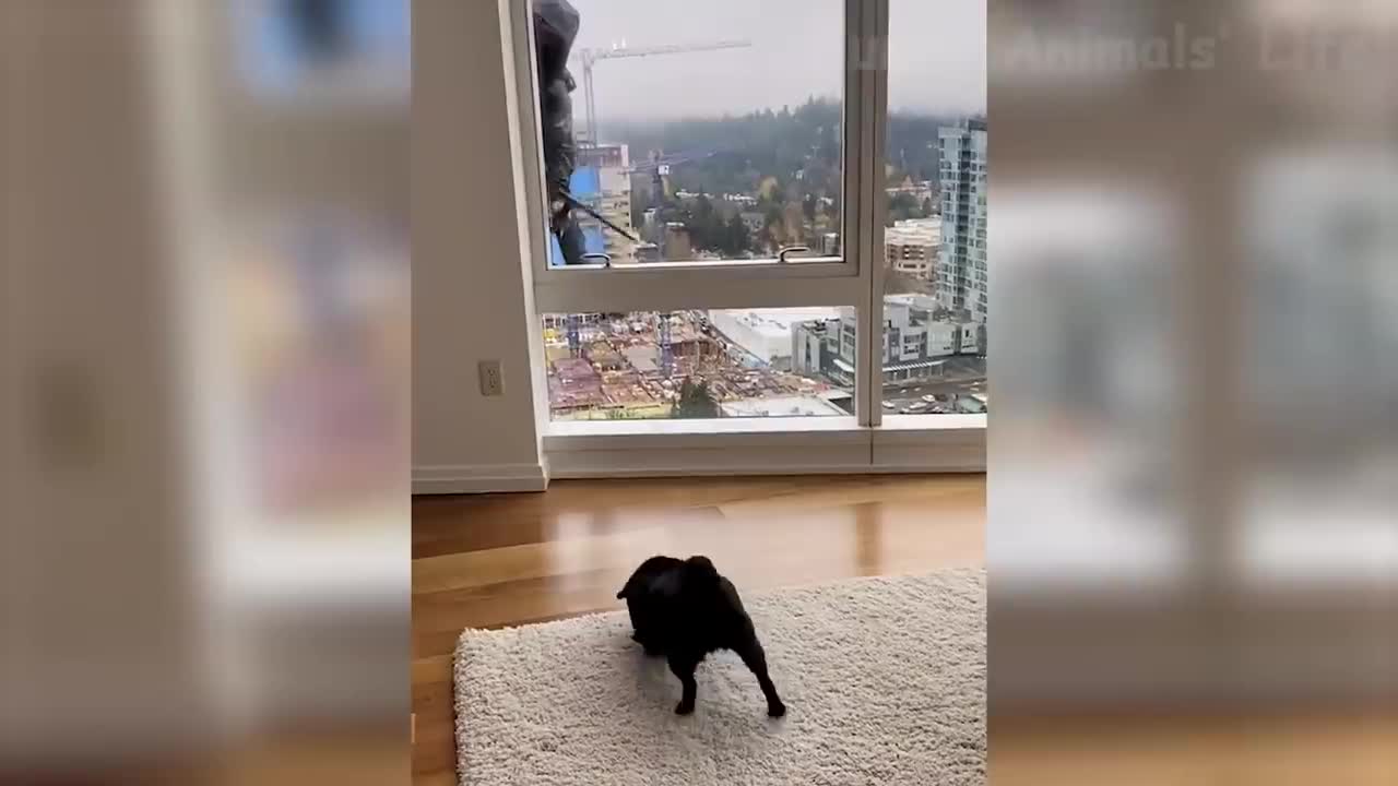Best Funny Animal Videos 2022 😄 - Funniest Dogs And Cats Videos 😍😺