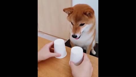 DOG PLAYING WITH HIS FOOD