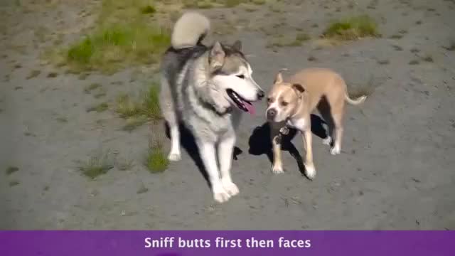 What does A good dog meeting look like