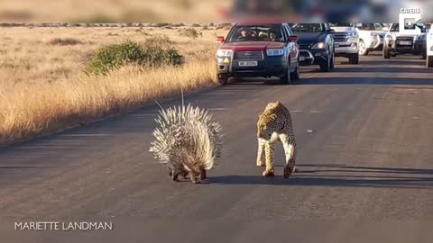 Leopard VS Porcupine Video