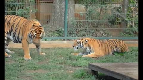 Breeding program for Tigers