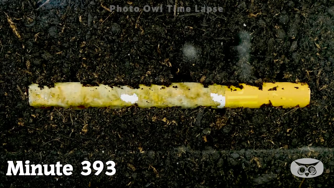 One-Year Time-Lapse: The Impact of Cigarettes on Soil
