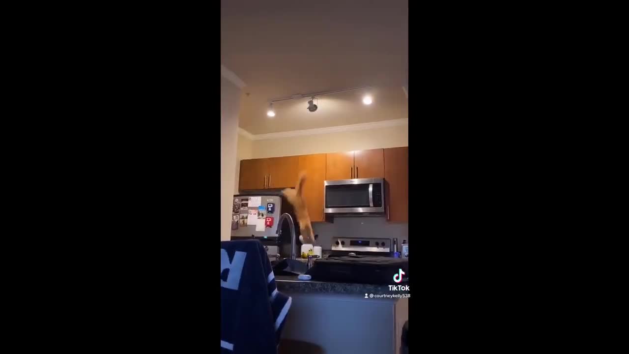A compilation of an orange cat doing crazy things!