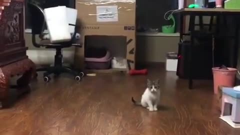 Cute Cat :)