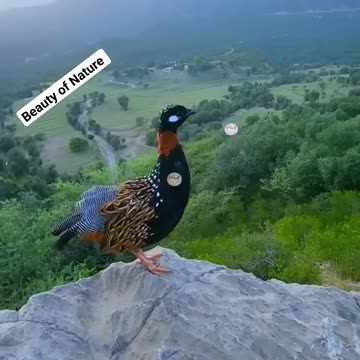 BLACK FRANCOLIN