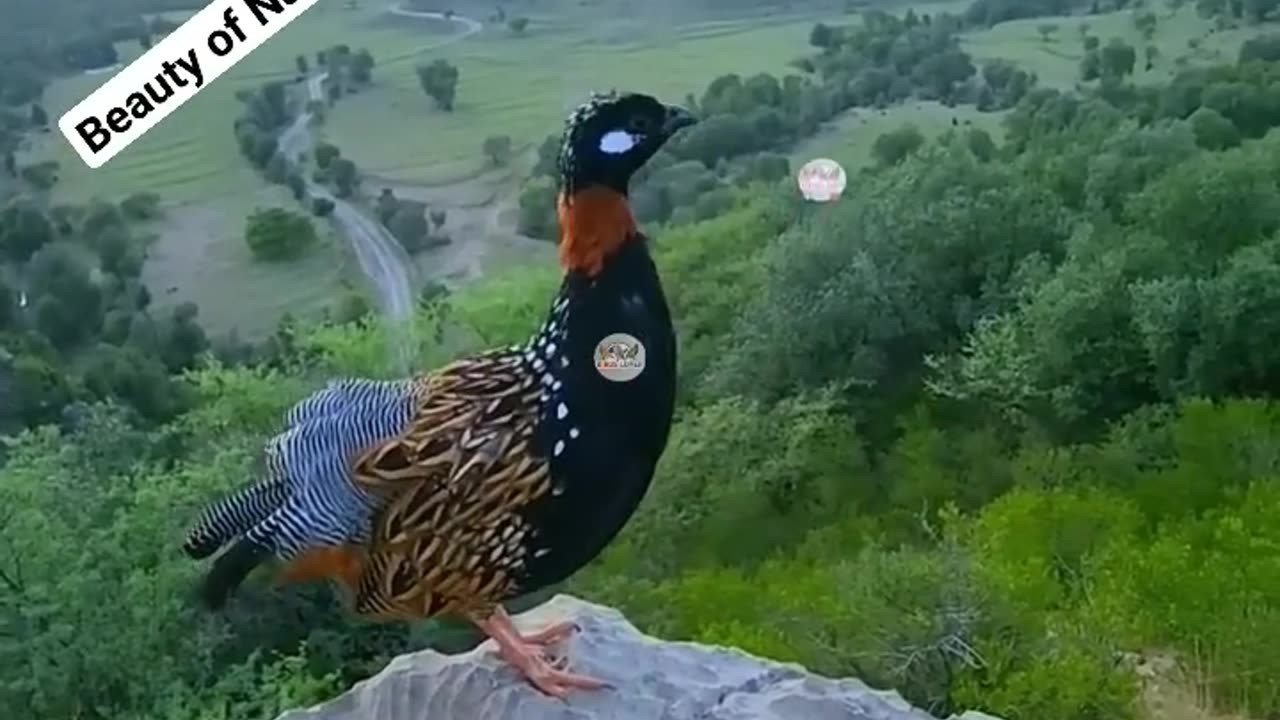 BLACK FRANCOLIN