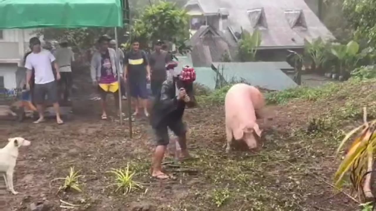 Ifugao wedding Tradition (pig sluater)