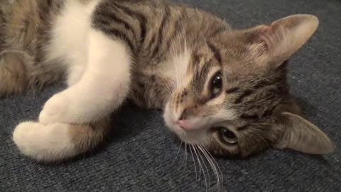 I Will Be Cute Because I Spilled the Litter on the Gym Floor
