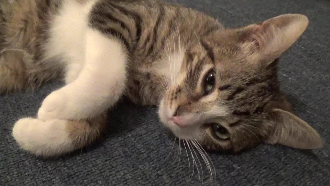 I Will Be Cute Because I Spilled the Litter on the Gym Floor