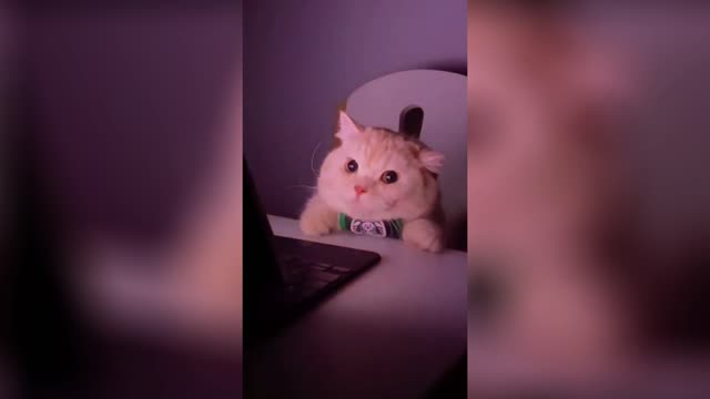 Cute and Funny Cat :3