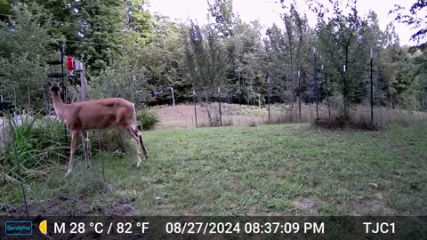 Deer Eating Lilies