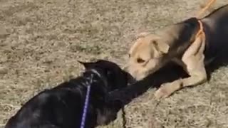 #19 male tan and black #40 female black lab puppy March2022