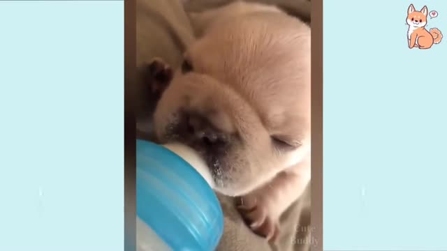 laugh with funny and cute dogs
