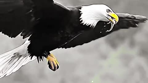 THE BALD EAGLE