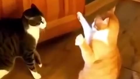 Funny video