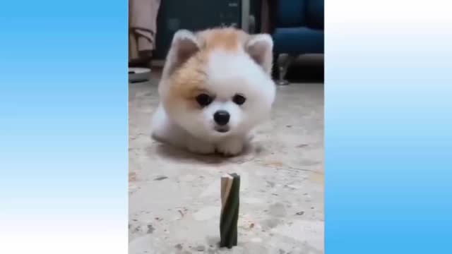 Funny dog 🐕 videos ~ try not to laugh 😆