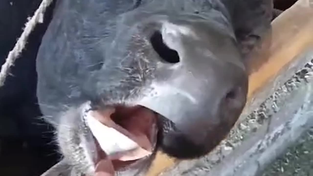 When the cow's dreams get loud enough to wake the whole farm 🐄💤💤