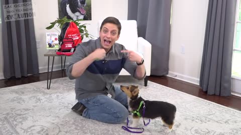 How to Teach your Dog 3 Things Right Now!