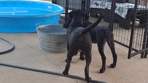 Coco Chanel & Cora Playing 3