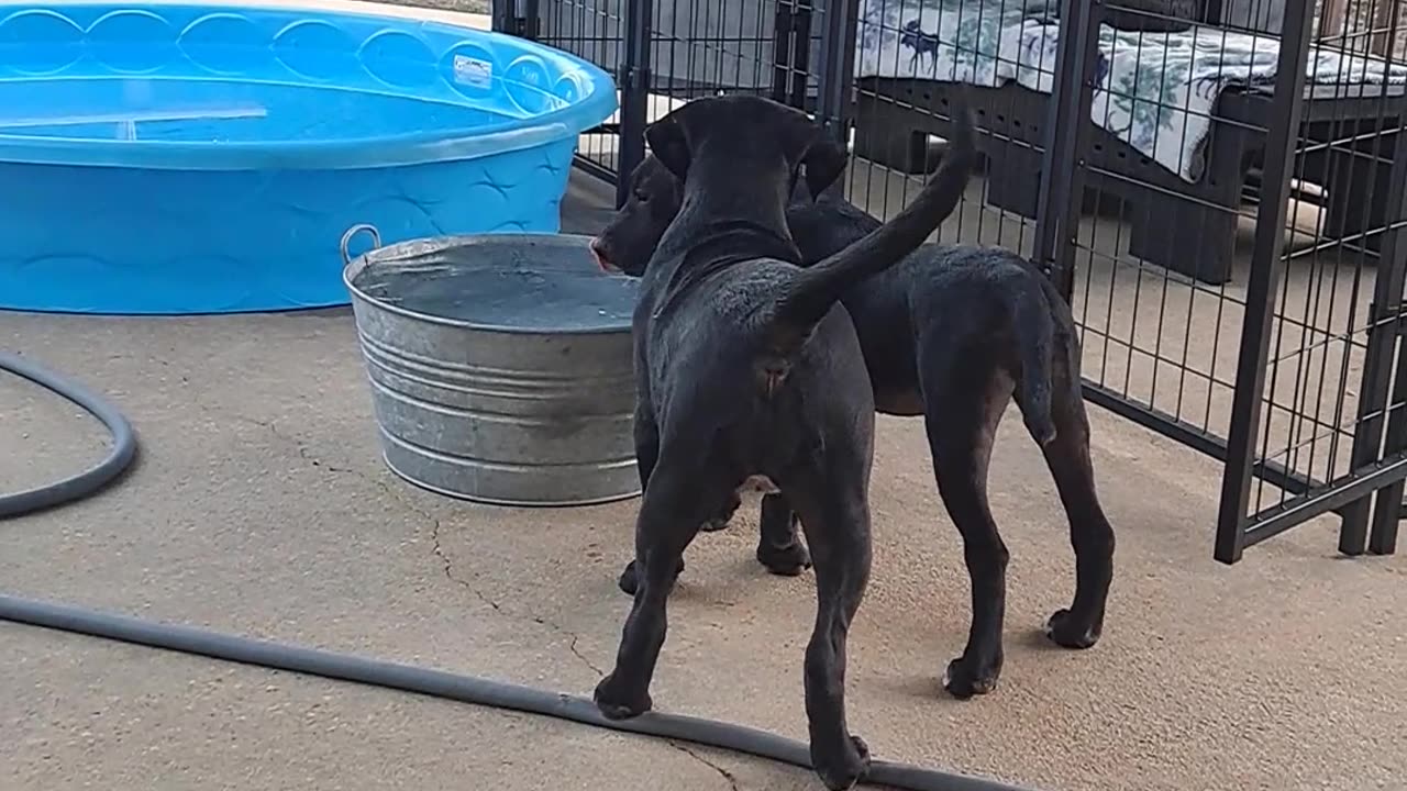 Coco Chanel & Cora Playing 3