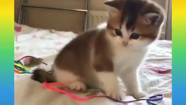 Cute and Smart Cat Video Compilation