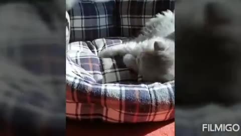 Beatiful cats