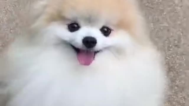 Cute #dog🦮short video🥺