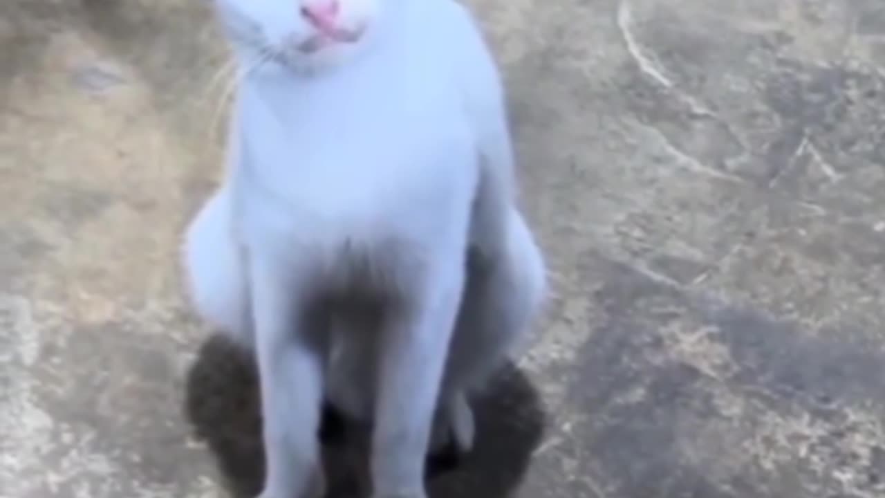 funny cat