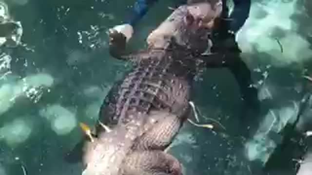 The Untold Secret To Mastering DANGEROUS ALLIGATOR TRAINING