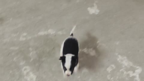 Cute Puppy