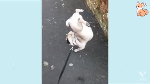 Funny dog 🐶 video
