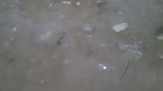 Gravando quase dentro do mar, dá pra ver mariscos, sargaços e objetos [Nature & Animals]
